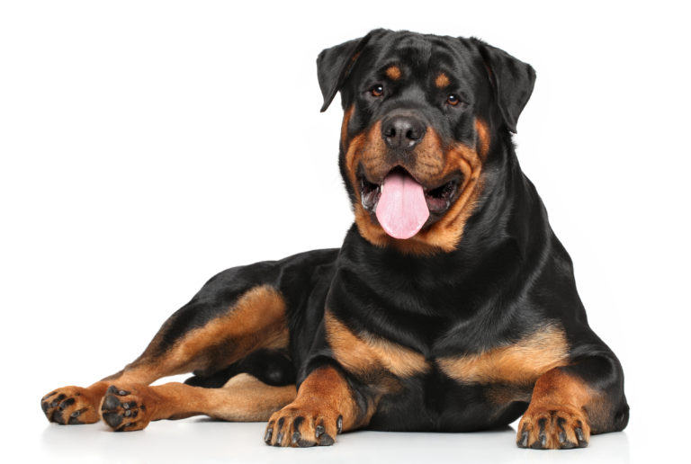 are rottweilers considered long hairor short hair