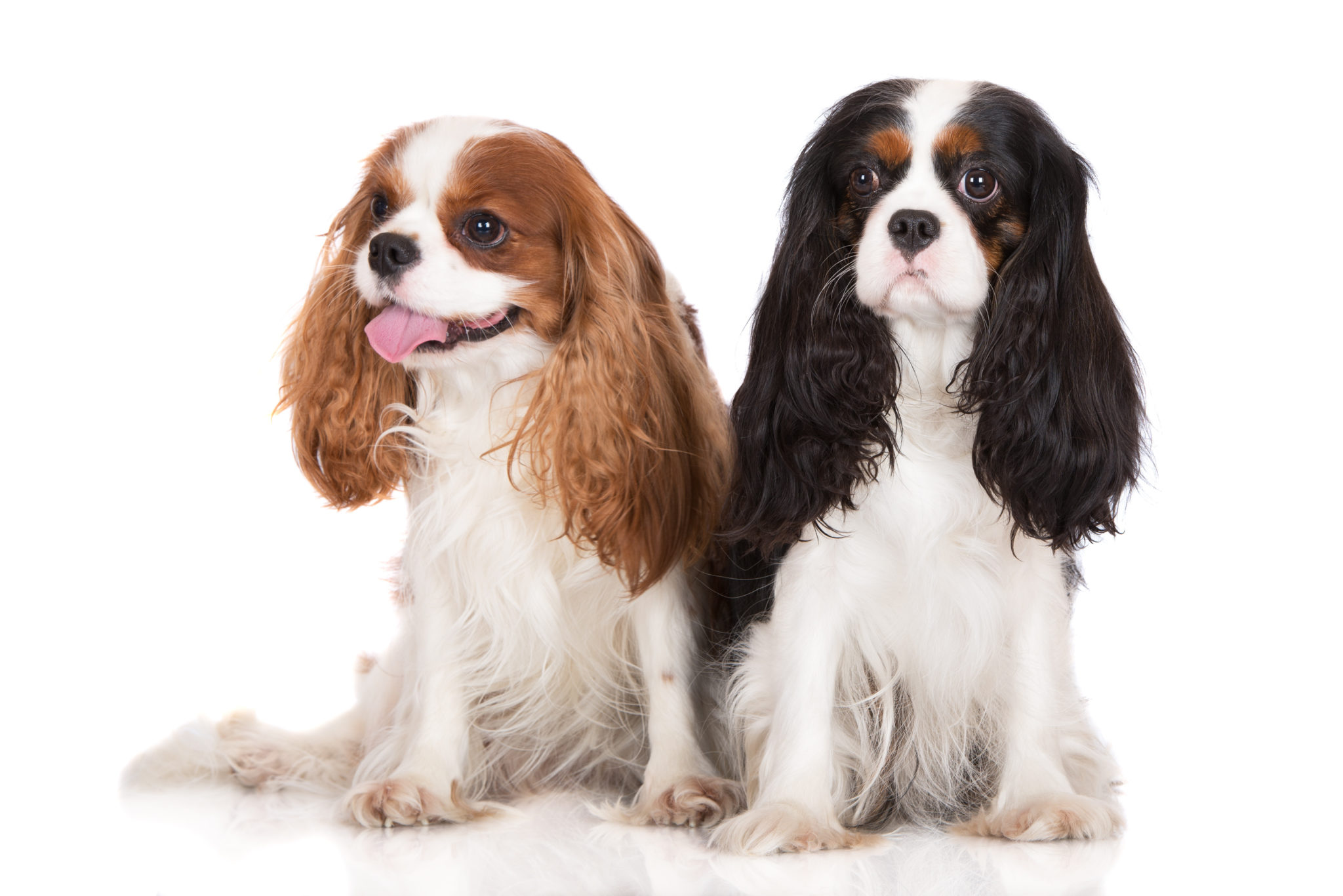 difference between king charles and cavalier king charles