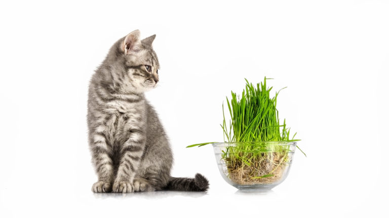 Cat grass