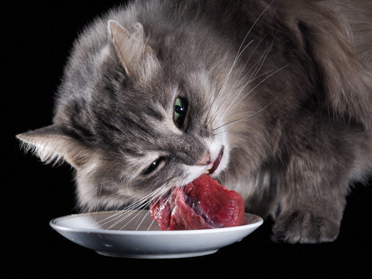 raw meat diet for cats