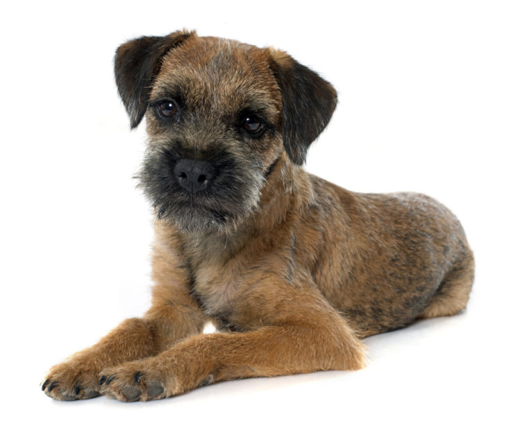 Border Terrier dog breed