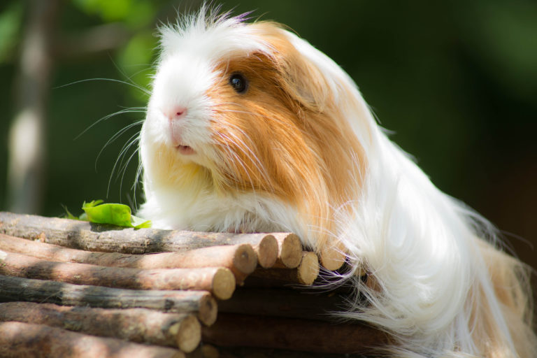 keeping a guinea pig outdoors