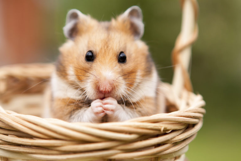 Hamster language - understanding your hamster