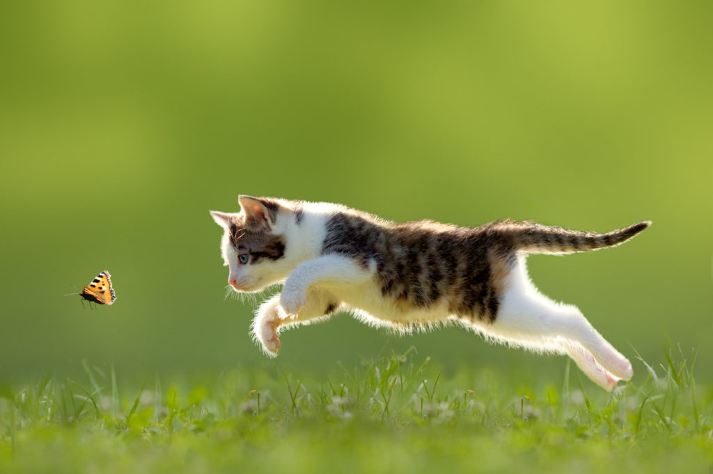 Cat hunting Cat hunting
