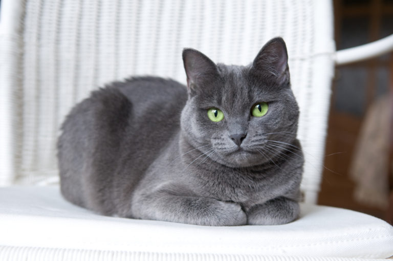 russian blue indoor cat