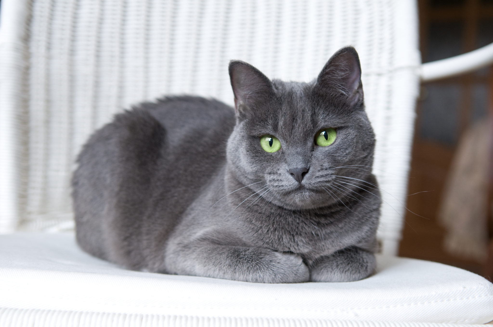 british shorthair and russian blue mix