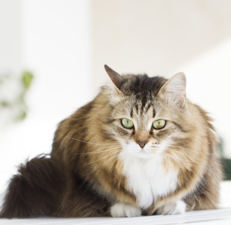 siberian long hair cat