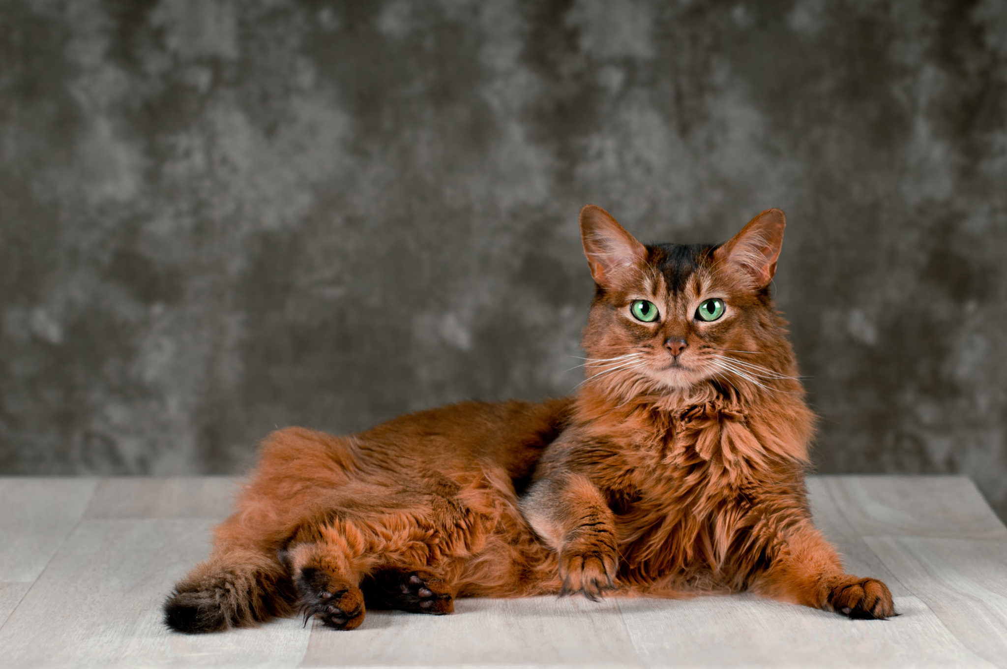 34++ Somali red cat for sale Cat Pictures