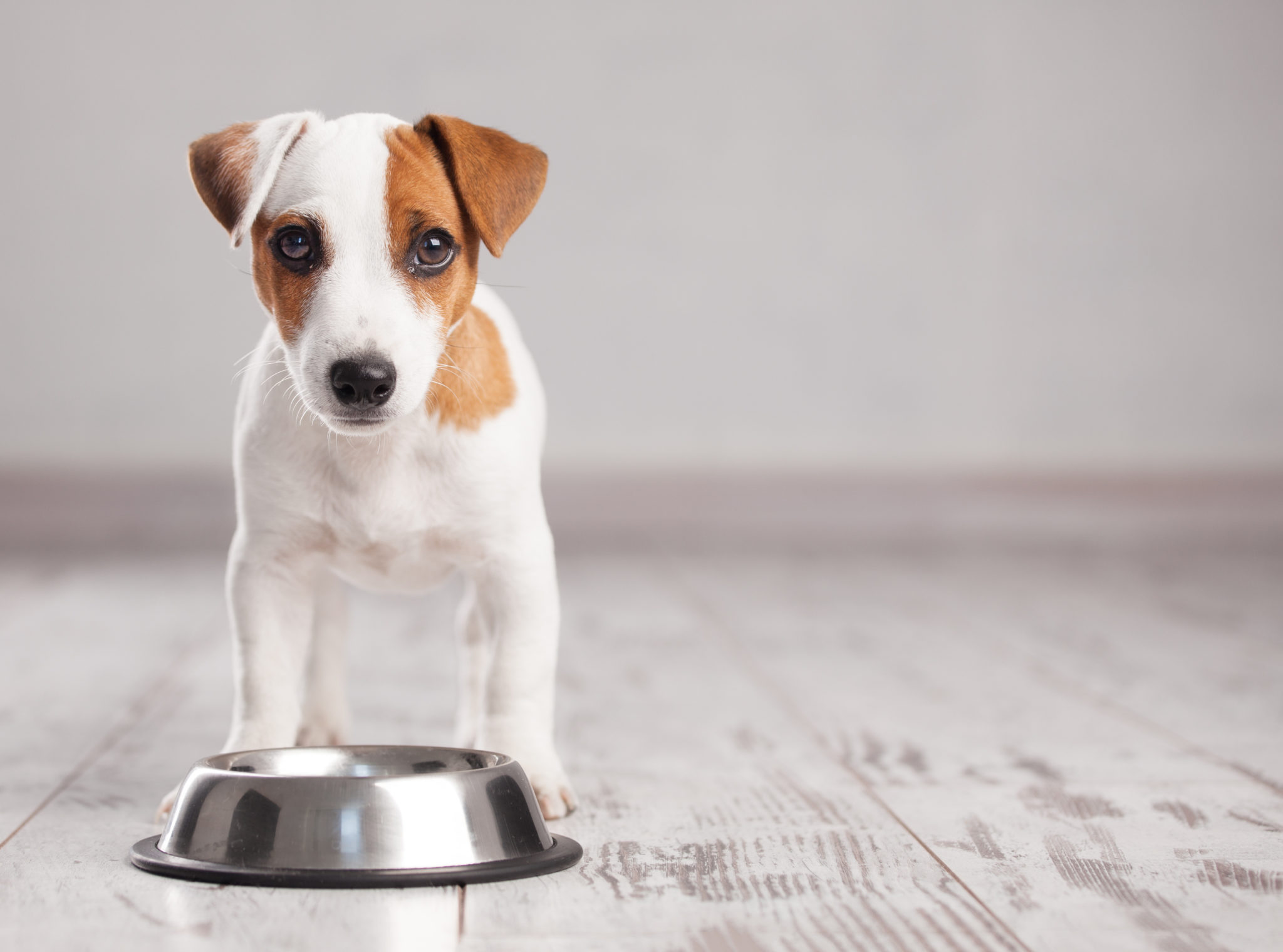 Choosing the Right Dog Bowl - zooplus Magazine