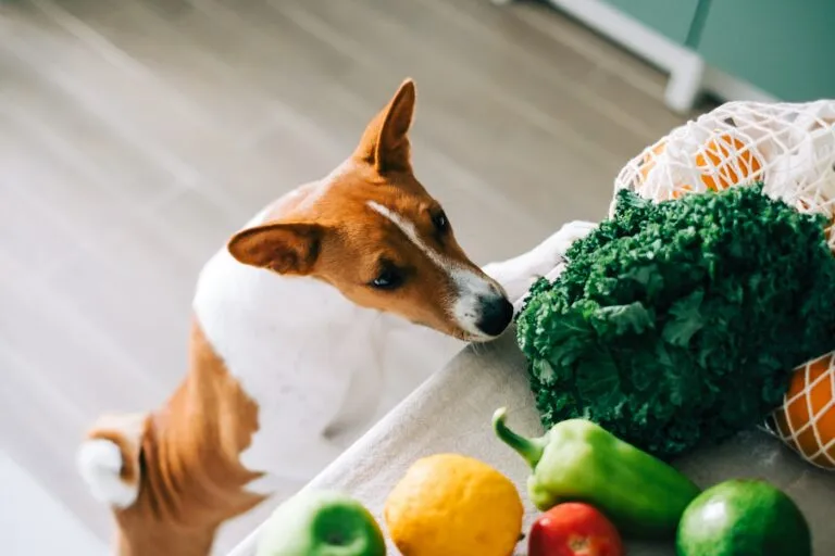 Foods that dogs must not eat