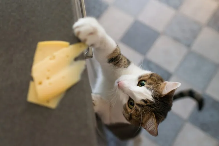 Cat reaching for cheese on a kitchen counter.
