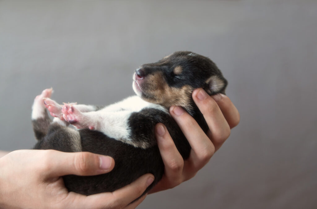 One week old Smooth Collie puppy