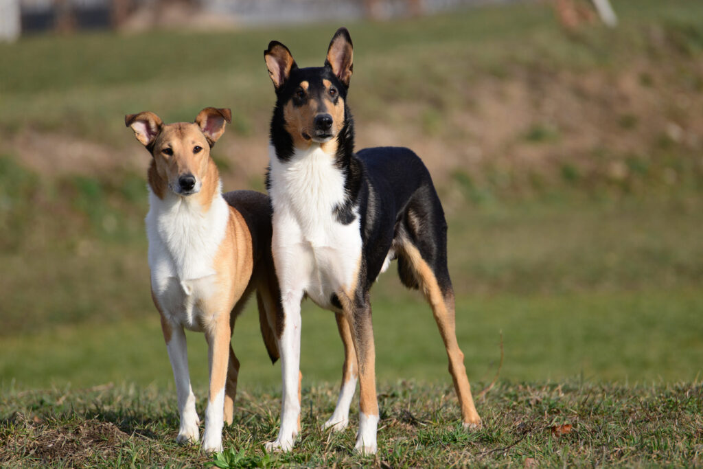 Shadow & Lassie Dogs