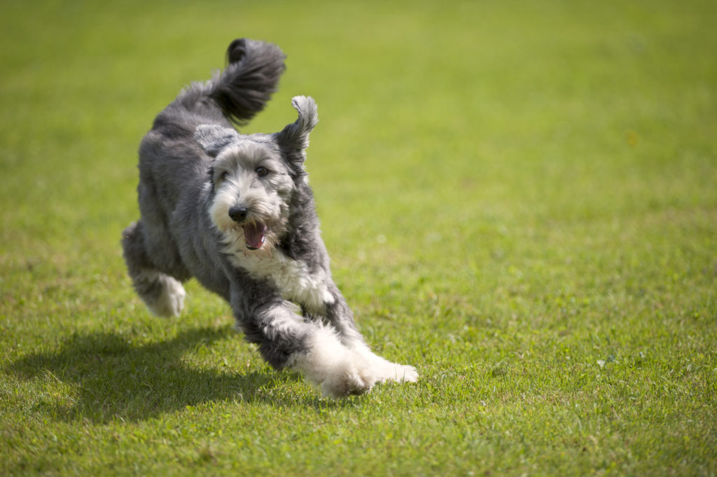 Bearded Collie Zooplus Magazine