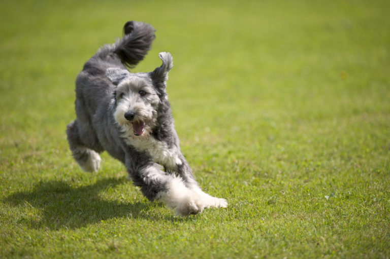 Playful Bearded Collie