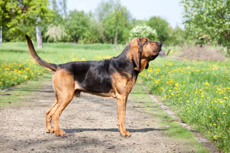 The imposing Bloodhound is not only considered one of the oldest large hounds in the world, but also the one with the world's best nose.