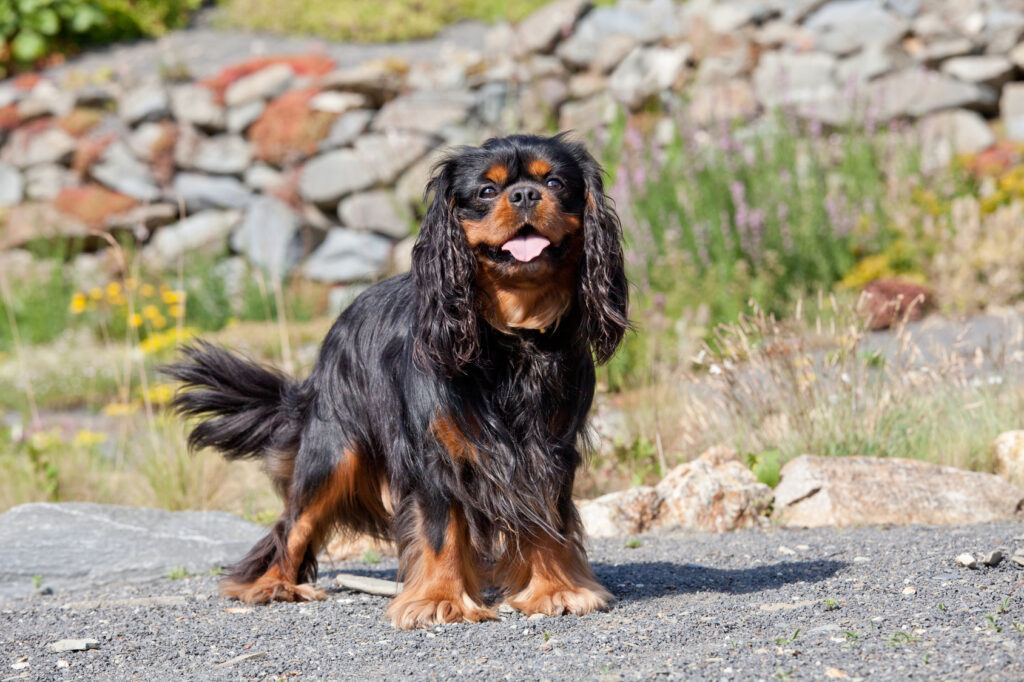 cavalier king charles black and tan