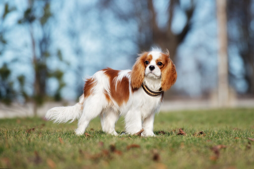 cavalier king charles puppy