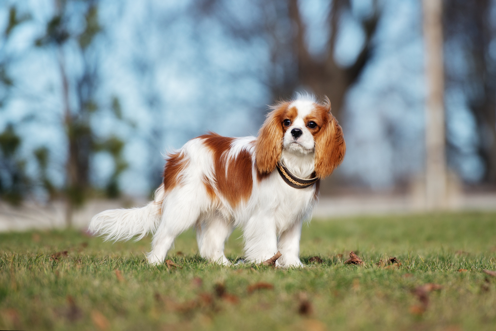Cavalier King Charles Spaniel Breed Info Adoption and