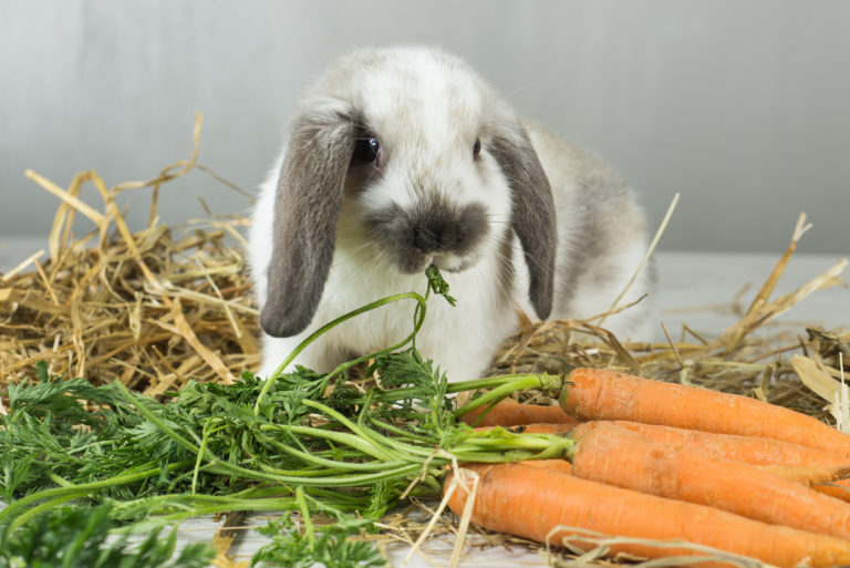 grain-free food for rodents