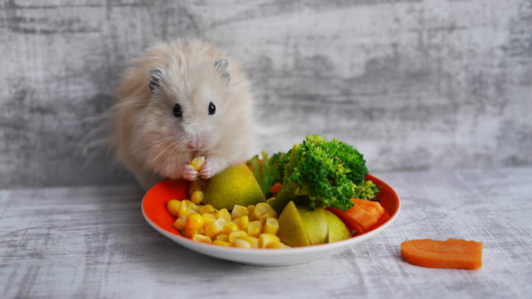 green food for rodents