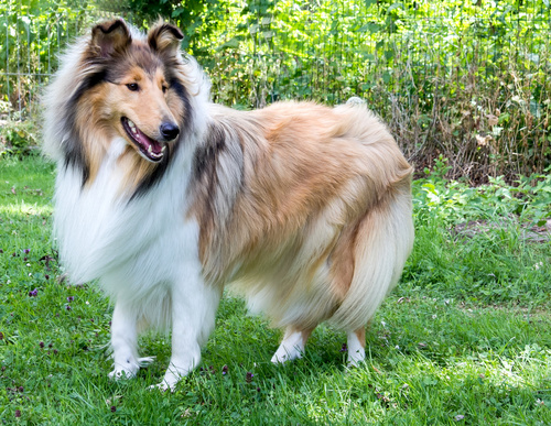 rough collie on the grass