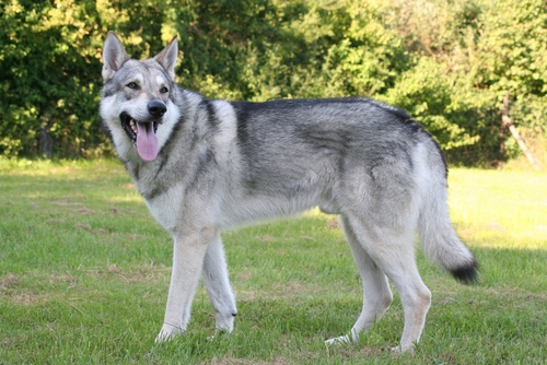 Saarloos Wolfhound