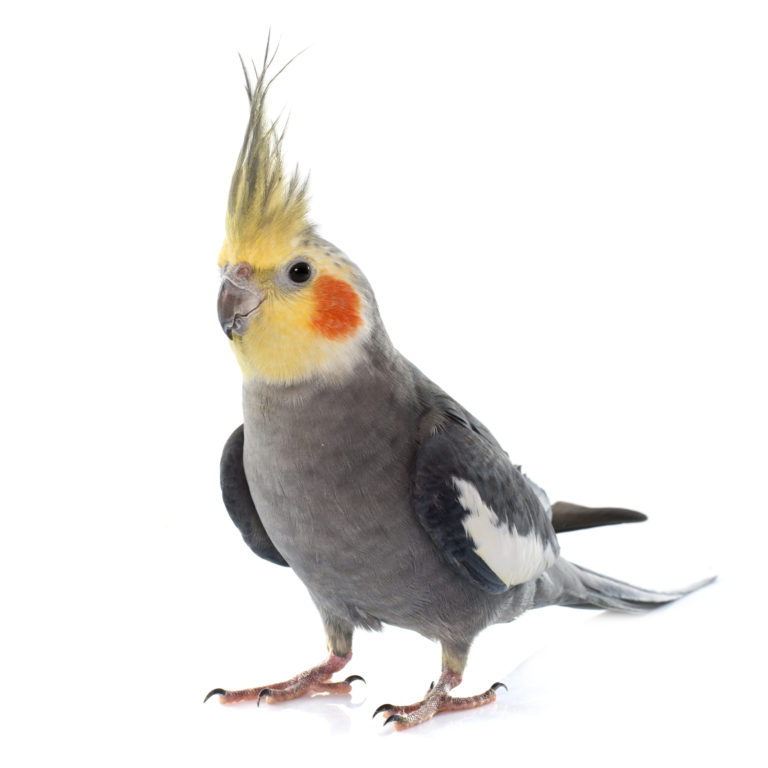 Cockatiel bird