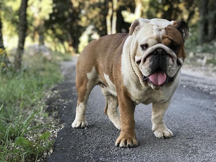 full breed english bulldog