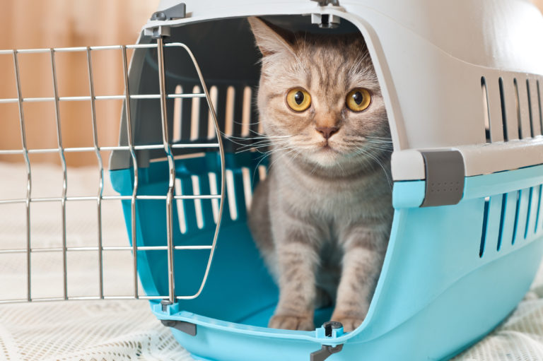 Cat inside pet carrier for ship journey