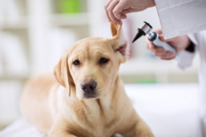 Your Dog’s First Visit to the Vet