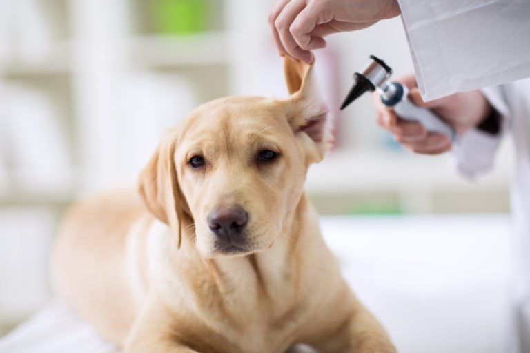 dog's first visit to the vet