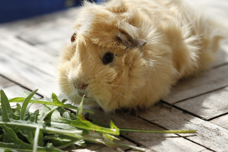 Guinea pig eating for digestion