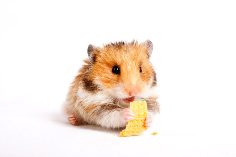 hamster eating for digestive care