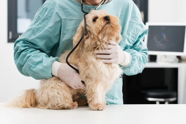 Dog being examined by a veterinarian for signs of pancreatitis, including abdominal pain and digestive issues
