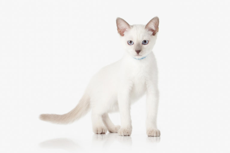 Thai cat breed