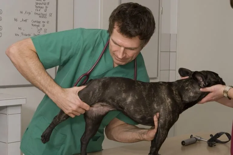 Vet examines dog for hip dysplasia (HD)
