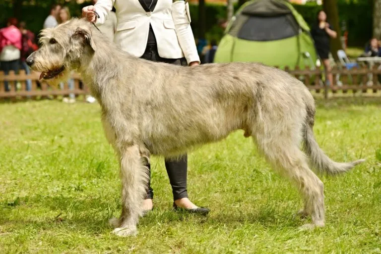 Irish Wolfhound