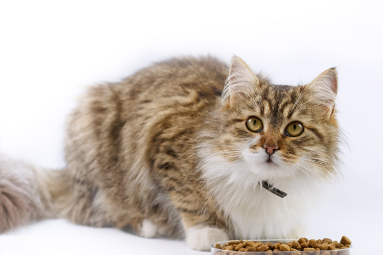 food for cats with diabetes