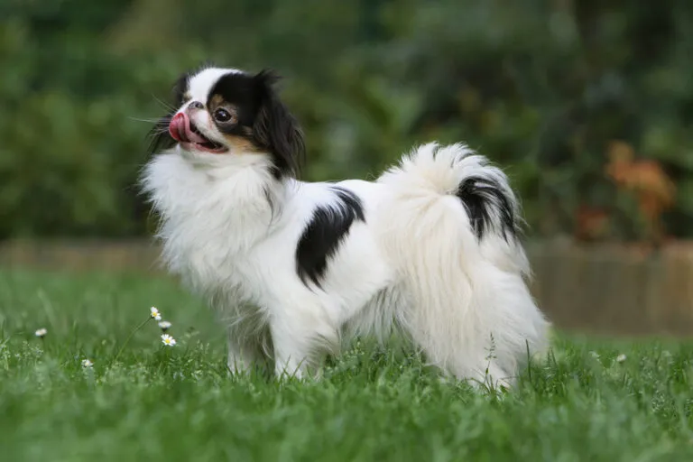 Japanese Chin Japanese Chin Black, White