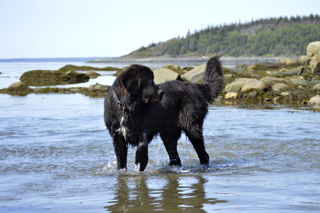 Newfoundland Dog in Water