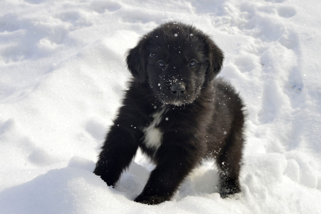 Happy newfoundland puppy in snow