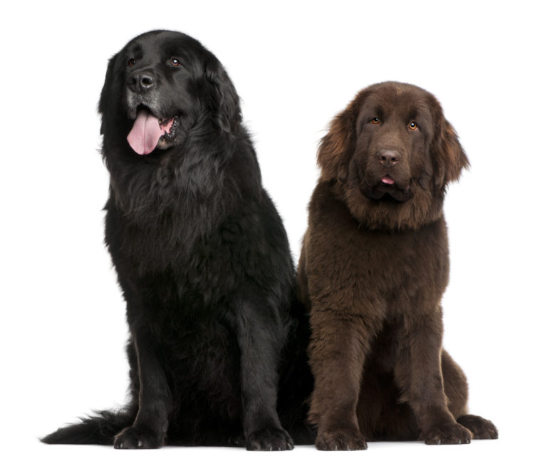 Newfoundland dogs