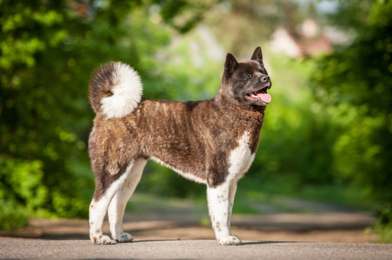 American akita - UK