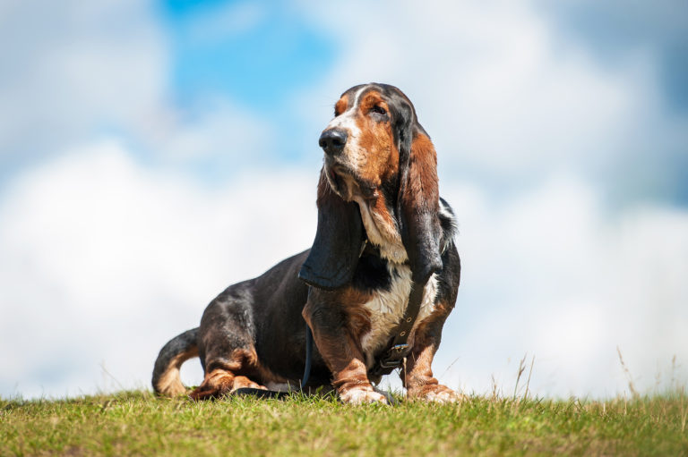 are basset hounds mean