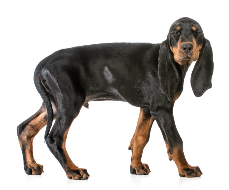 Black and Tan Coonhound UK