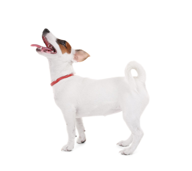 Jack Russell Terrier dog breed