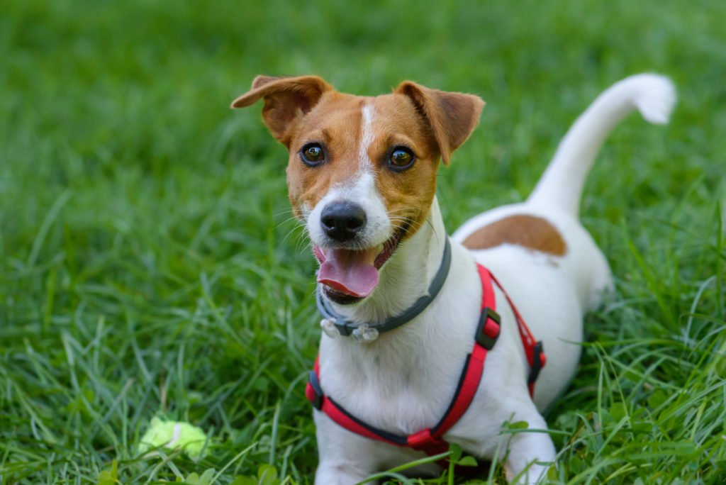 jack and russell