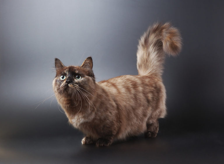 Munchkin Cat