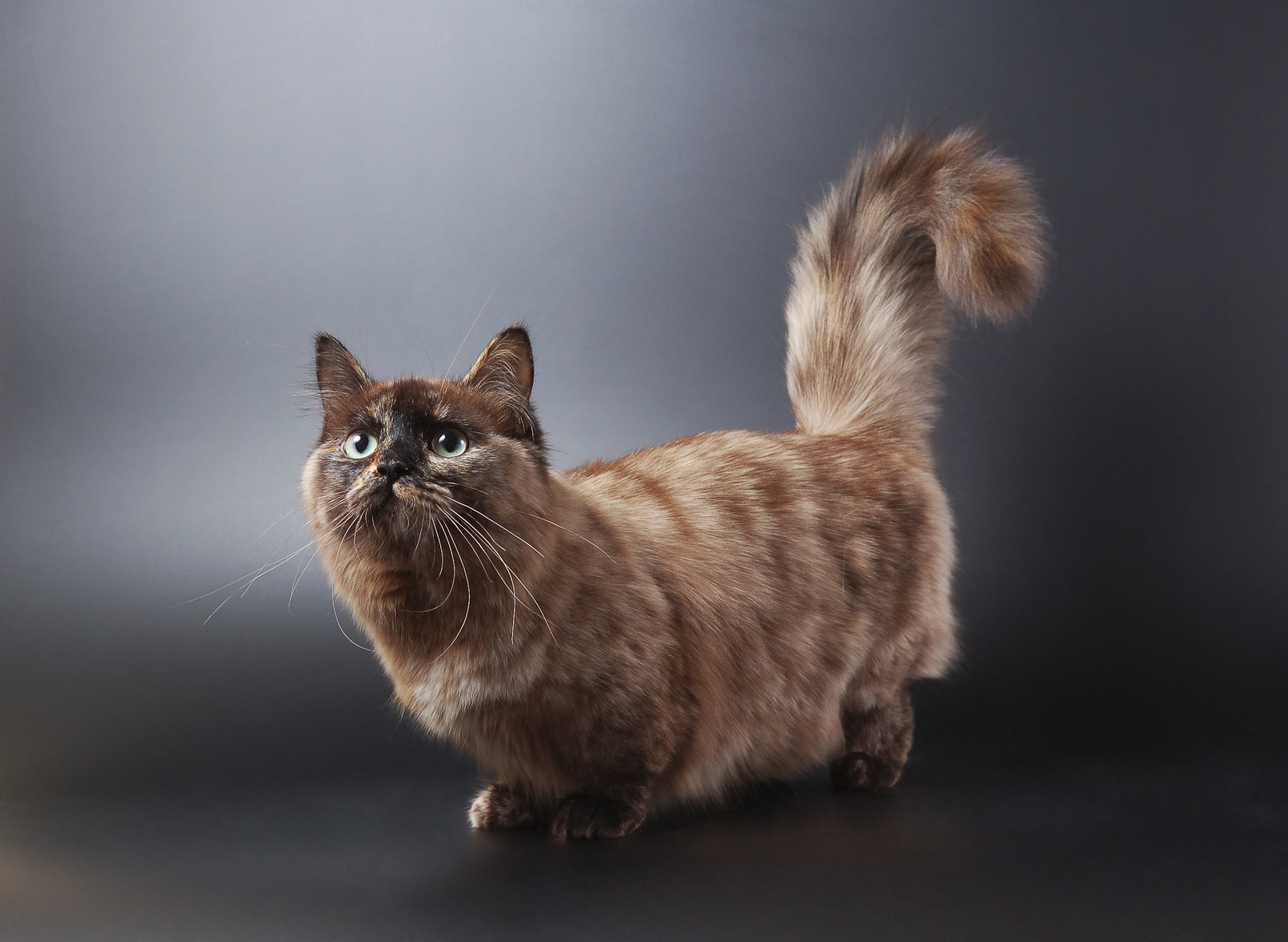 Munchkin Cat Breed Health and Care